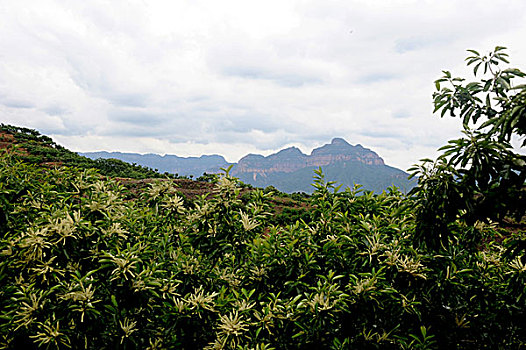xs binhdinh