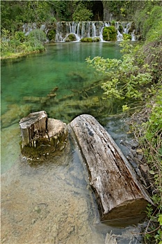xstd rong bach kim