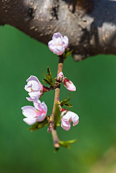 soi cau mb chinh xac 100