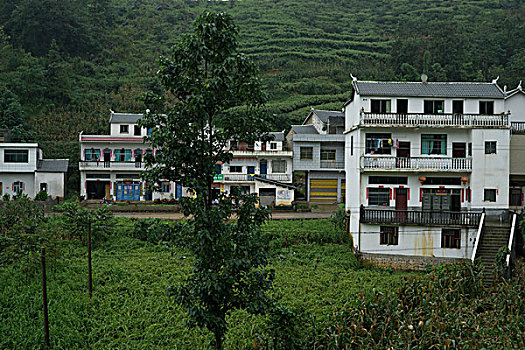 soi cầu lô bạch thủ