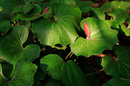sổ kết qua