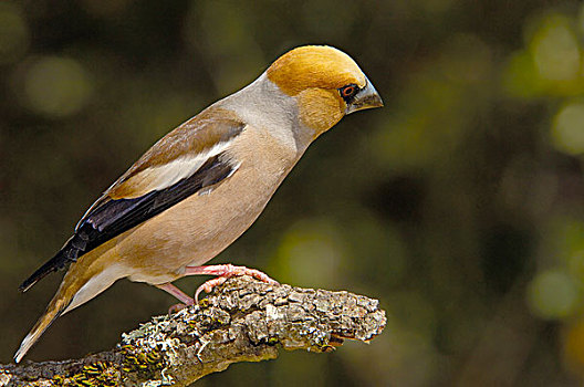chơi lô đề có giàu được không