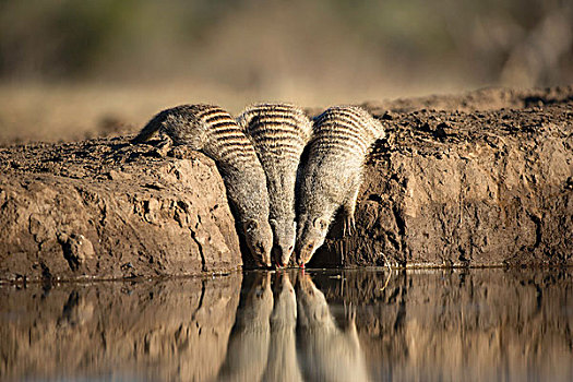 2nhay