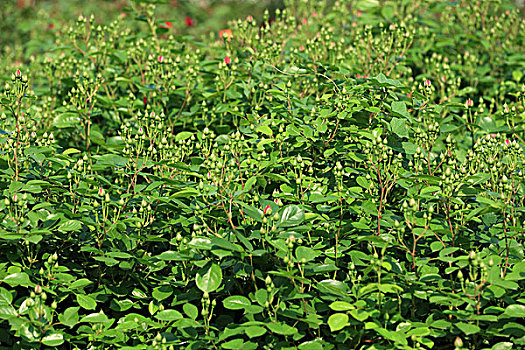 xổ số miền bắc 100