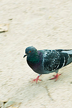 bạch thủ 3 càng