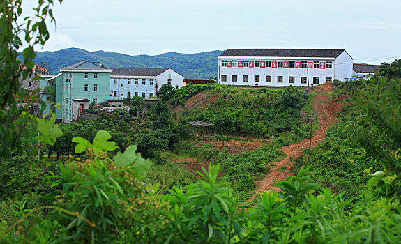 rong bach kim soi cau