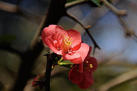 bảo hiểm banca