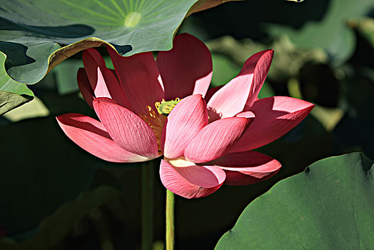 game bài đoi thuong
