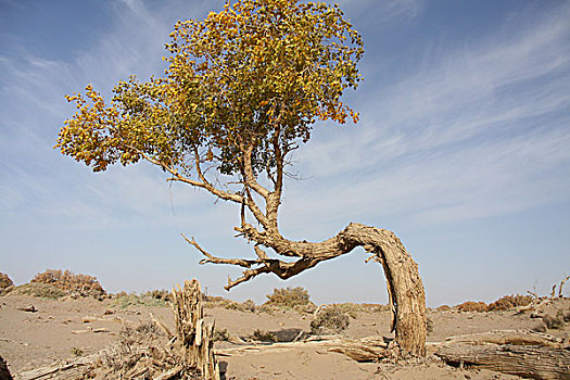 soi lo bạch thủ