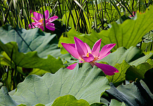 xổ số khánh hòa thứ tư